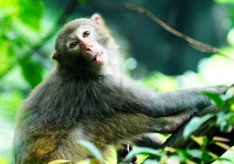 Jia Ronglin - Foraging-monkeys-8